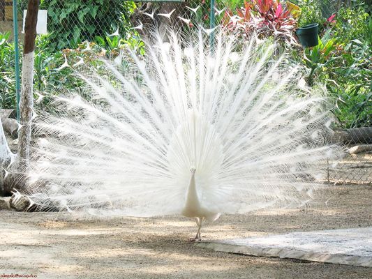 Chim Công Trắng-Trang Trại Vườn Chim Việt