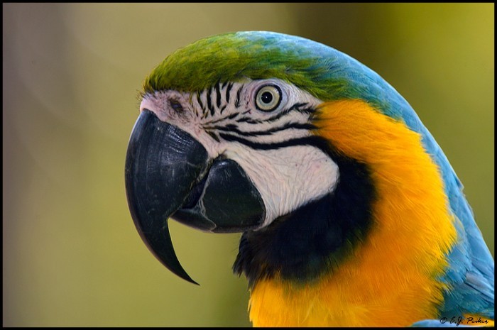 Vương Quốc Vẹt - Blue and gold Macaw Baby - Chim non lông... | Facebook