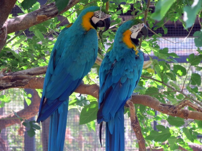 Loài vẹt có khả năng mổ xuyên qua vỏ dừa được săn lùng với giá 14.000 USD