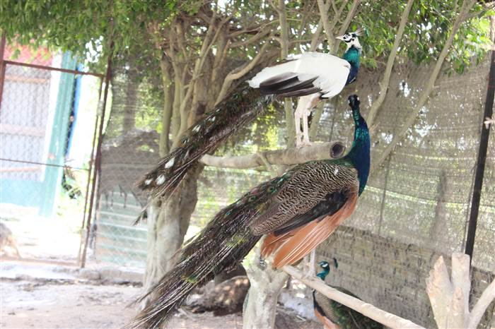 Chim Công-Đặc Điểm Sinh Học-Trang Trại Vườn Chim Việt