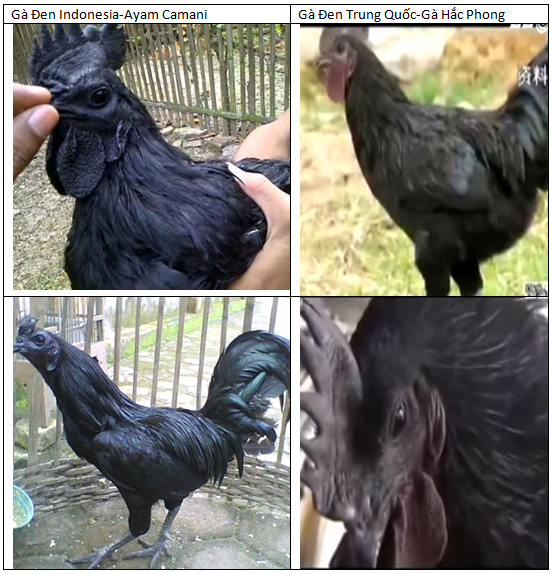 Phân biệt gà đen indo