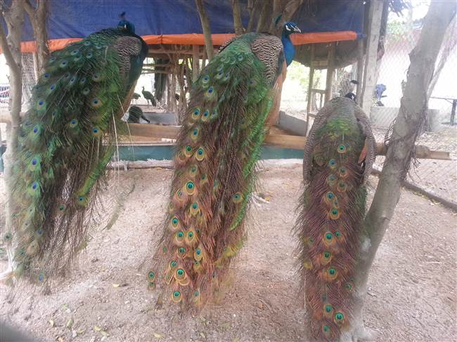 Thái Nguyên: Làm giàu từ nuôi chim cu gáy