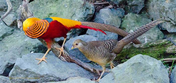 Bán chim công xanh-Vịt Uyên Ương-chim trĩ đỏ-vịt trời-sâm cầm-le le-các loại gà cảnh - 5